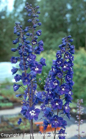 Delphinium Elatum-Ryhmä 'King Arthur', jaloritarinkannus